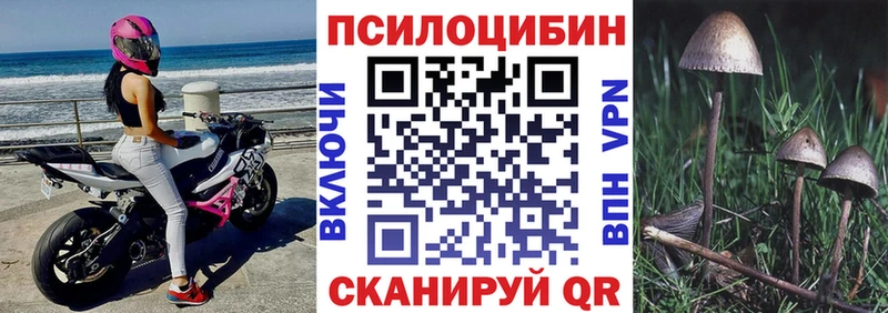 где найти наркотики  Ершов  Псилоцибиновые грибы Psilocybe 